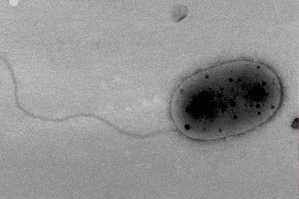 Três novas cepas de bactéria são encontradas na Estação Espacial Internacional