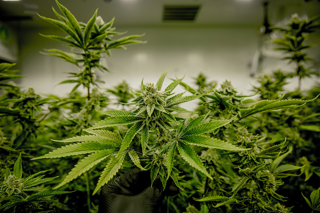 No Colorado, plantações de maconha emitem mais carbono que minas de carvão