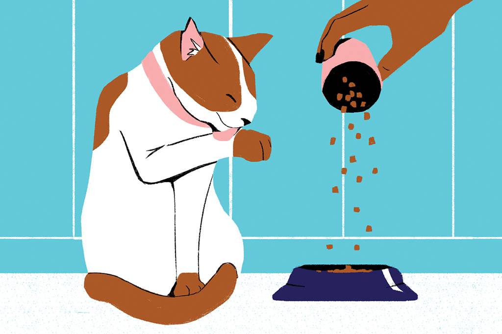 Ração para gatos promete eliminar alergia em humanos