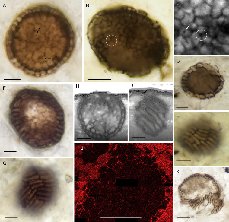 gr2 Bicellum brasieri. (Strother et al., Curr. Biol., 2021)