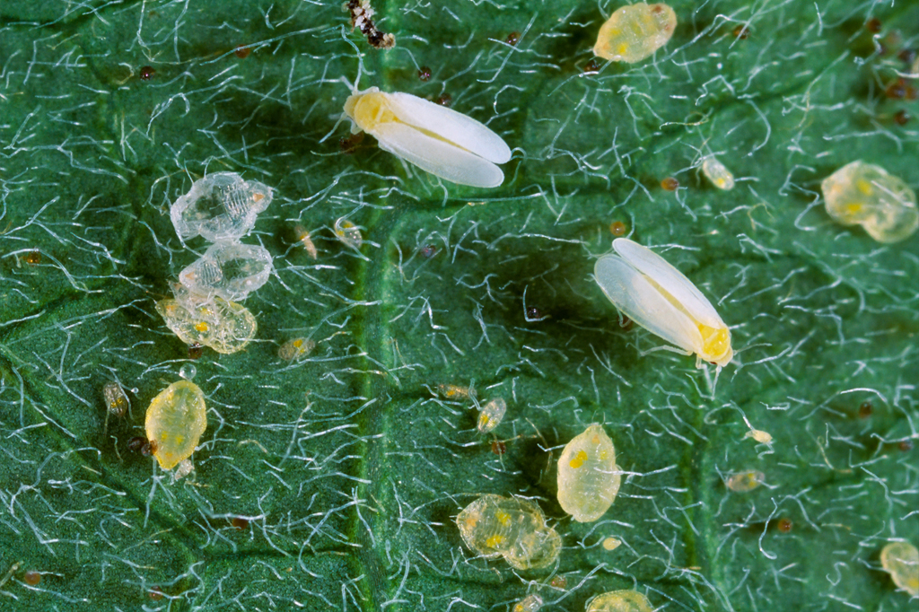 Cientistas encontram o primeiro animal que possui um gene de planta no DNA