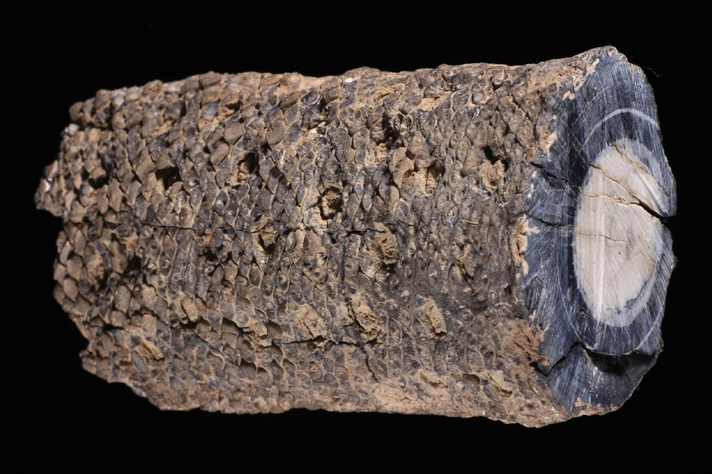Fóssil de planta com formato cilíndrico com textura que se assemelha a de um tronco de árvore. A cor externa é marrom com miolo preto e branco.