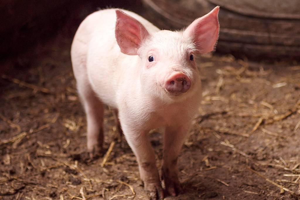 Porcos e roedores conseguem absorver oxigênio pelo intestino