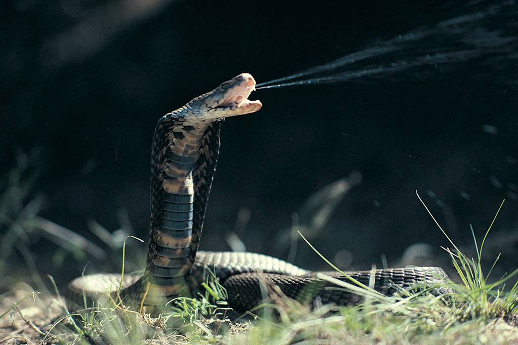 Cobras sabem quanto veneno possuem – e não atacam se ele estiver escasso