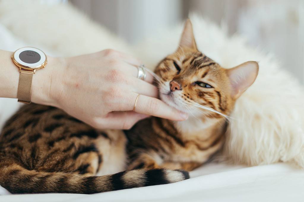 Gatos podem ter ficado mais afetuosos durante a pandemia, sugere estudo