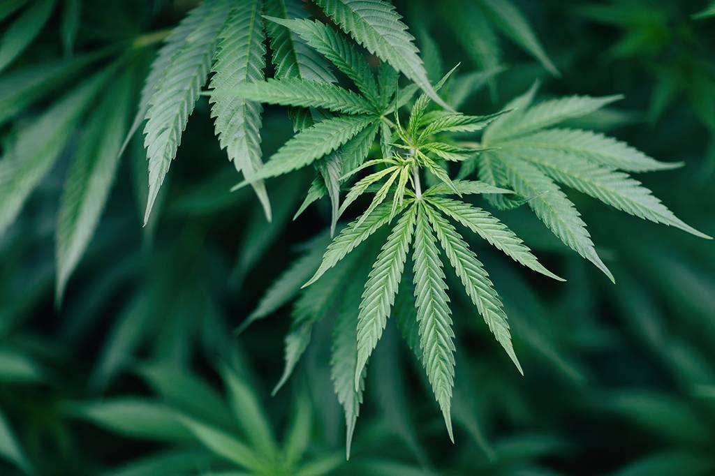 Maconha afeta formação do cérebro