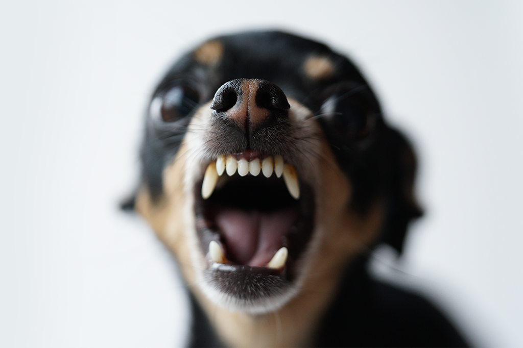 Foto de um cachorrinho pinscher rosnando para a câmera.