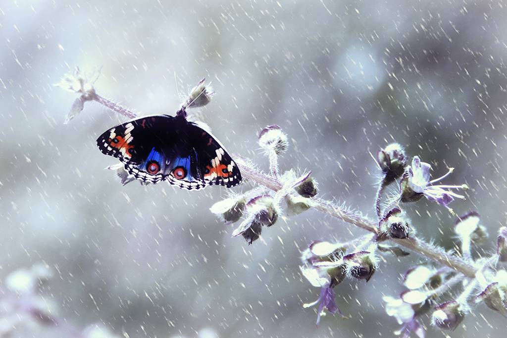 bzzzzzz_temperatura_site
