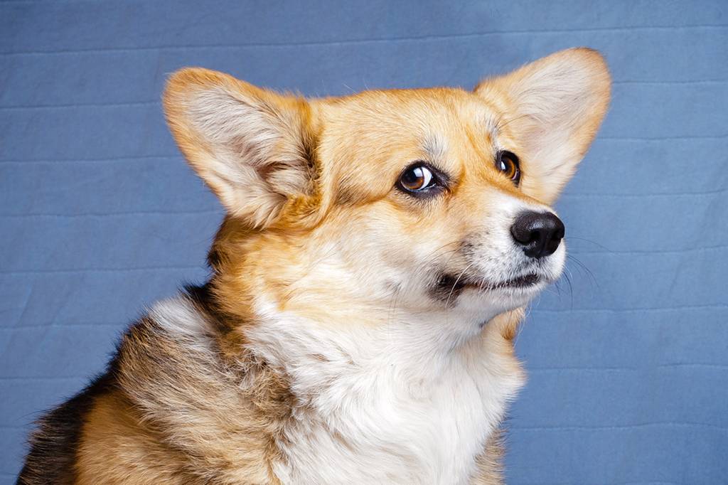 Cães tendem a te ignorar se souberem que você está mentindo, sugere estudo