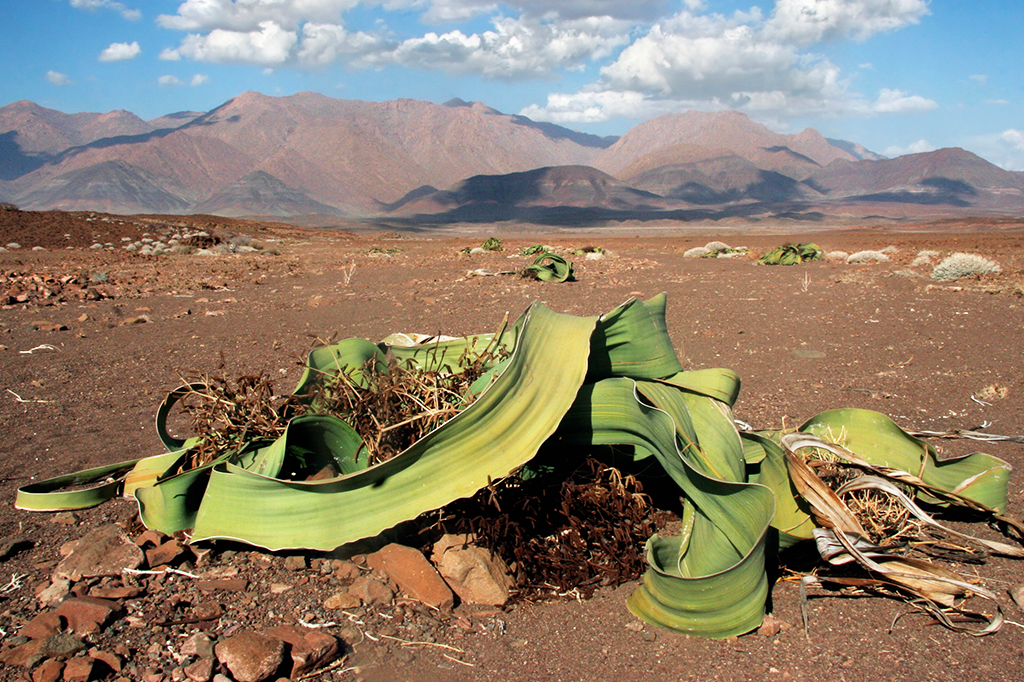 Foto da Welwitschia mirabilis.