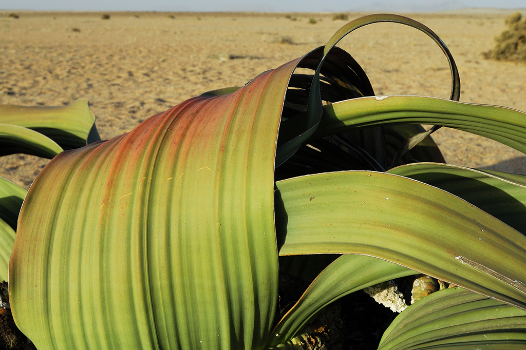 Planta que vive milhares de anos tem seus segredos genéticos revelados