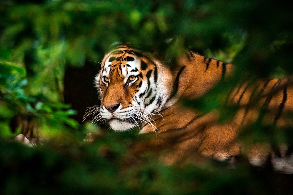 Cientistas capturam DNA de animais selvagens em amostras de ar