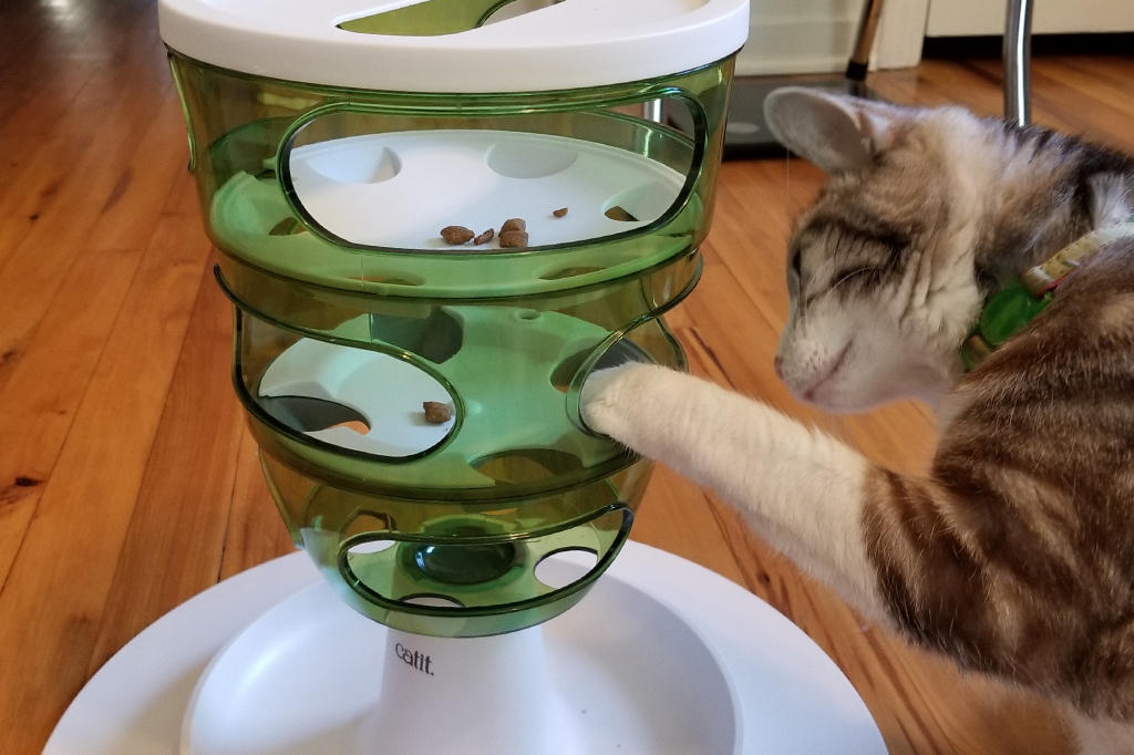 Experimento com gato comendo ração.