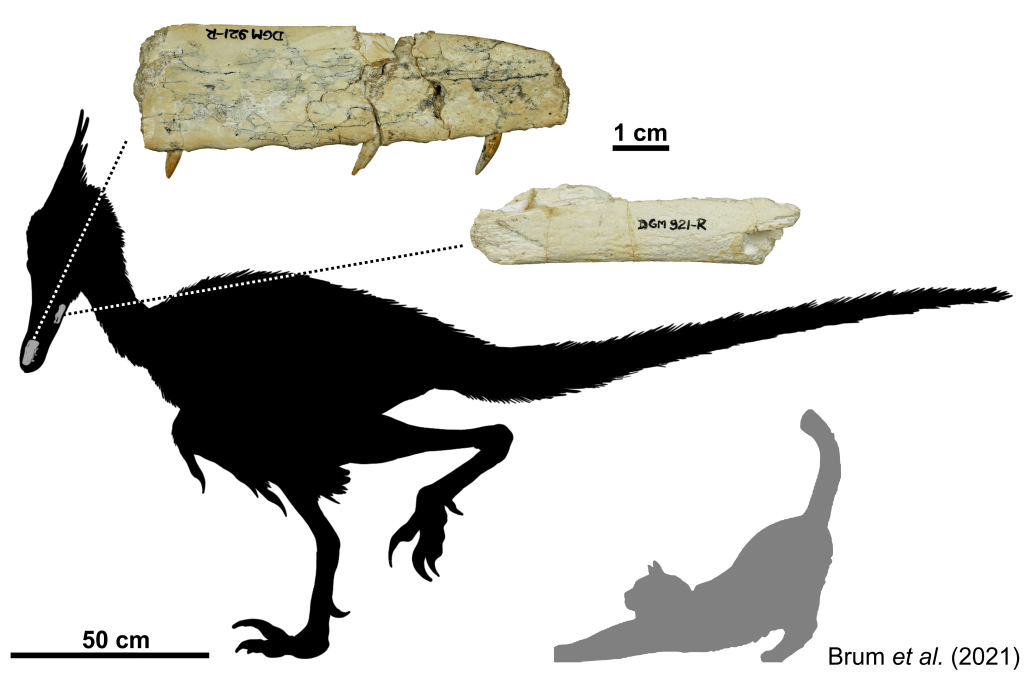 Fragmentos de fóssil do dinossauro Ypupiara lopai