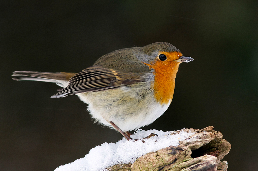 Como as aves migratórias conseguem se guiar pelo campo magnético?