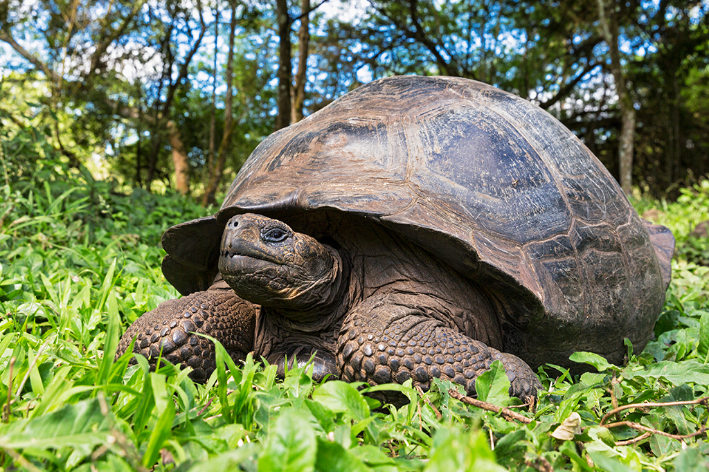 Vídeo mostra tartaruga-gigante caçando filhote de pássaro nas Ilhas Seychelles