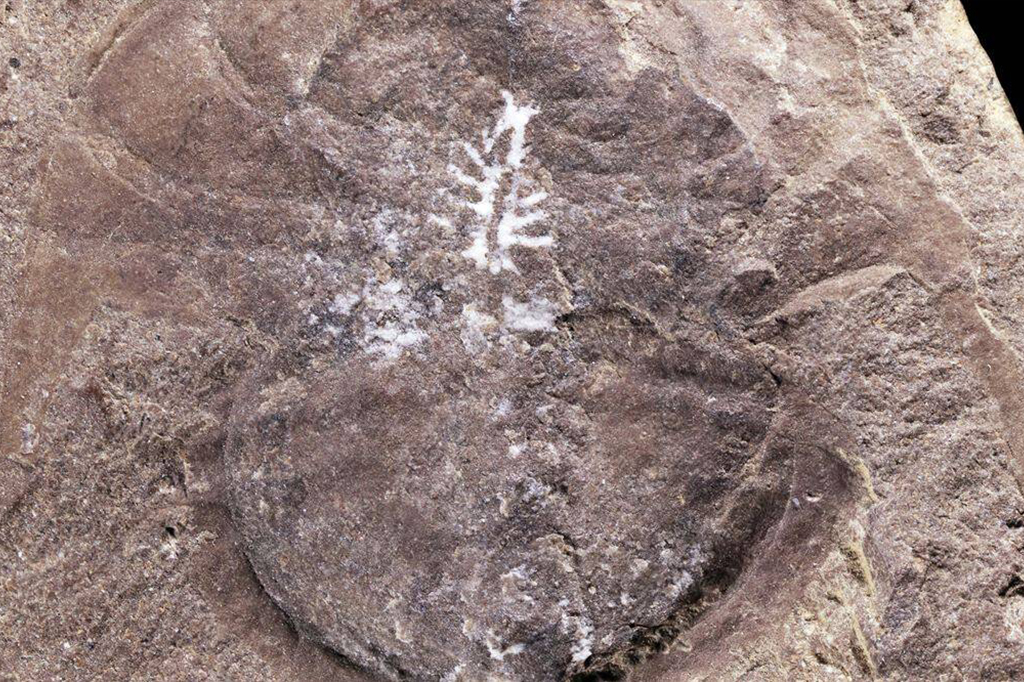 Cérebro de caranguejo permaneceu intacto em fóssil de 310 milhões de anos cérebro de caranguejo fossilizado em uma rocha