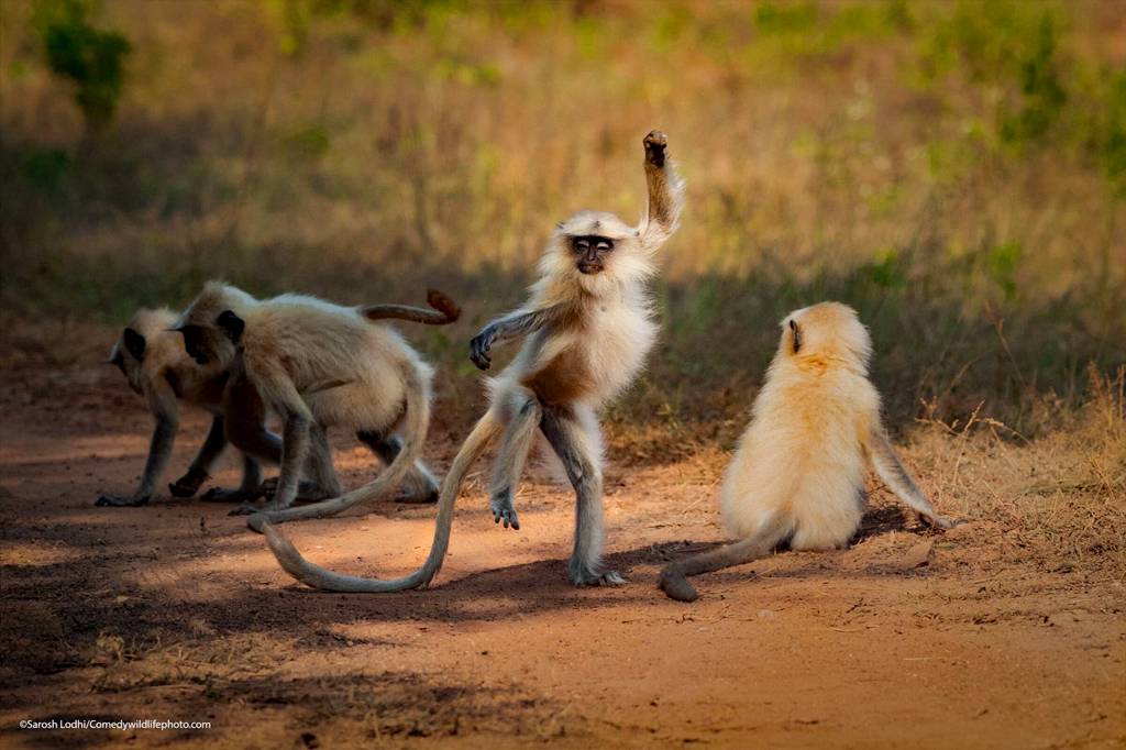 Conheça as fotos mais engraçadas do reino animal em 2021