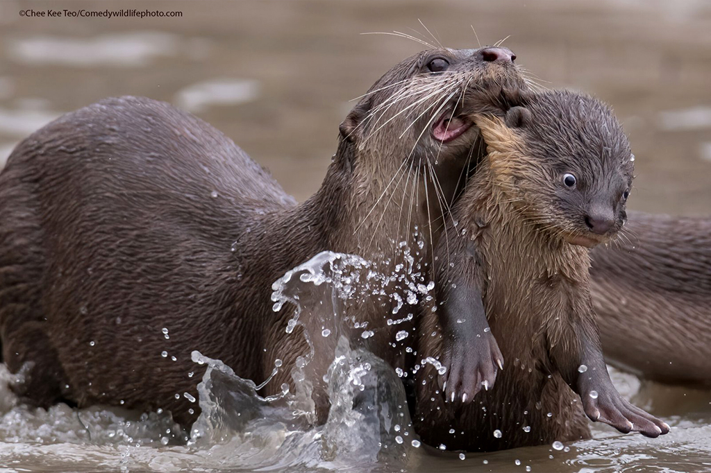 Foca carregando filhote com cara de assustado.