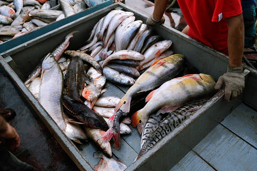 O que é a “doença da urina preta”, com mais de 40 casos no Amazonas