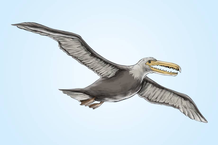 Pelagornithidae (50 Ma): Al&eacute;m do bico em formato de dentes afiados, outra caracter&iacute;stica que assusta nessa ave &eacute; o tamanho: suas asas abertas mediam de cinco a seis metros.