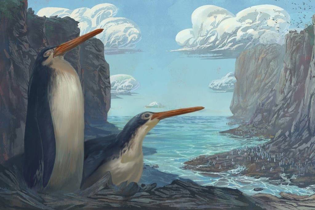 Crianças encontram fóssil de nova espécie de pinguim gigante na Nova Zelândia