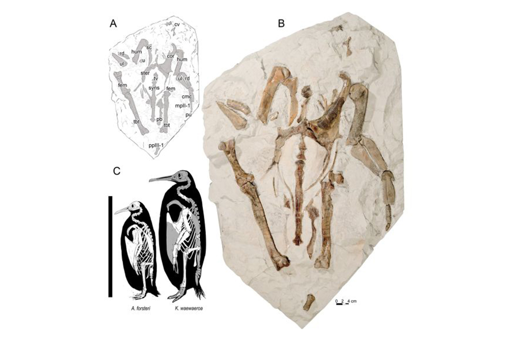 (C) Skeletal and size comparison of Kairuku waewaeroa and emperor penguin, Aptenodytes forsteri. Três imagens: um desenho da espécie Kairuku waewaeroa, uma foto dos ossos da espécie, e uma ilustração comparando o Kairuku waewaeroa e o pinguim imperial, Aptenodytes forsteri.