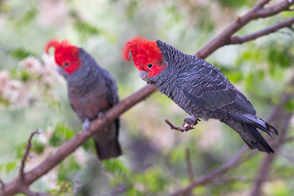 O formato do corpo de animais está mudando para lidar com mudanças climáticas, diz estudo