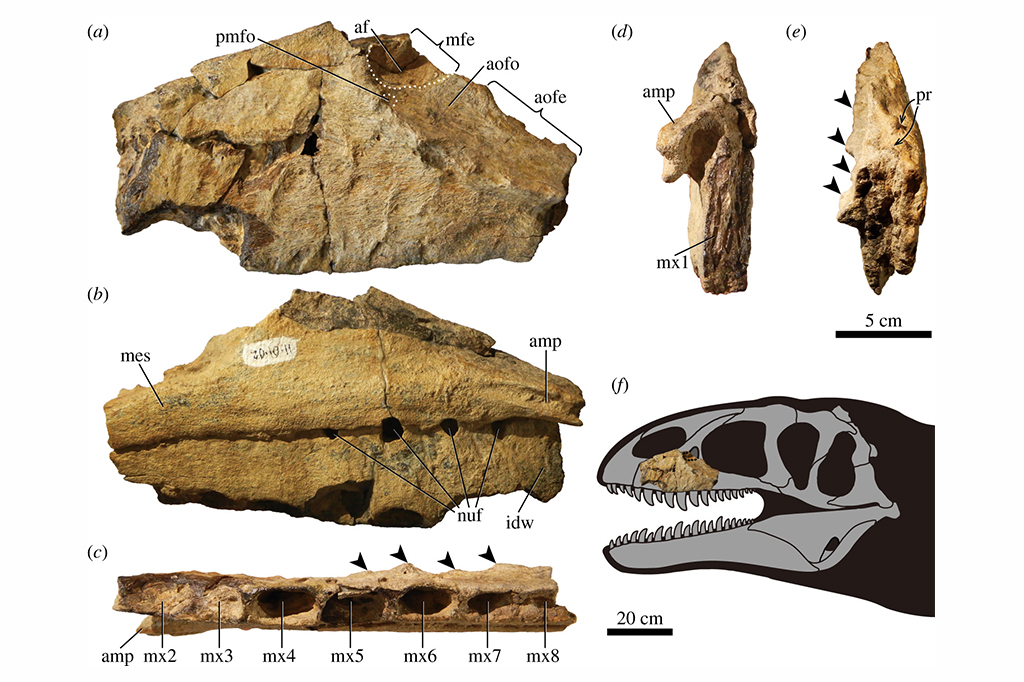 Antes do T. Rex, este era o dinossauro que dominava a cadeia alimentar Imagens do maxilar esquerdo do Ulughbegsaurus e uma reconstrução de seu crânio