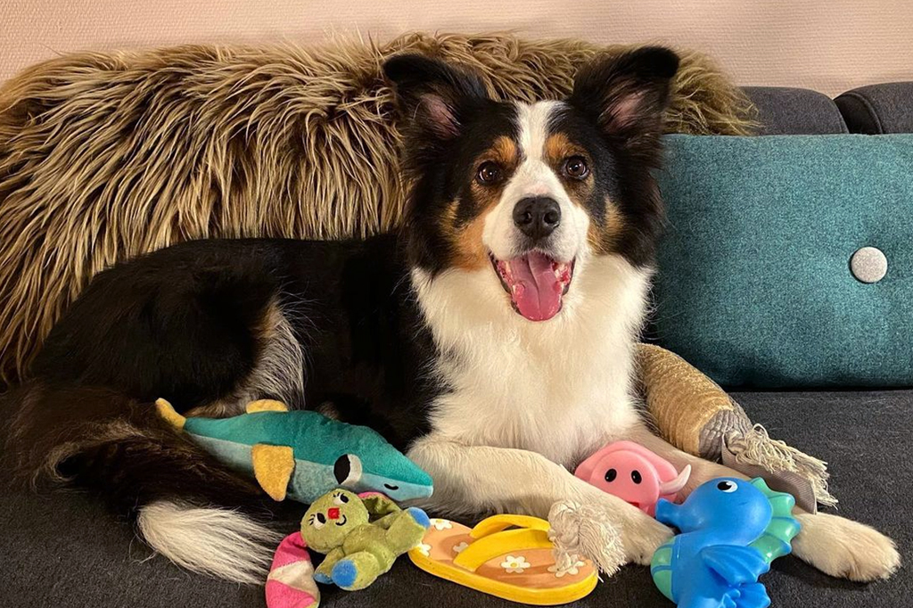 Estes cachorros “geniais” aprenderam o nome de até cem brinquedos