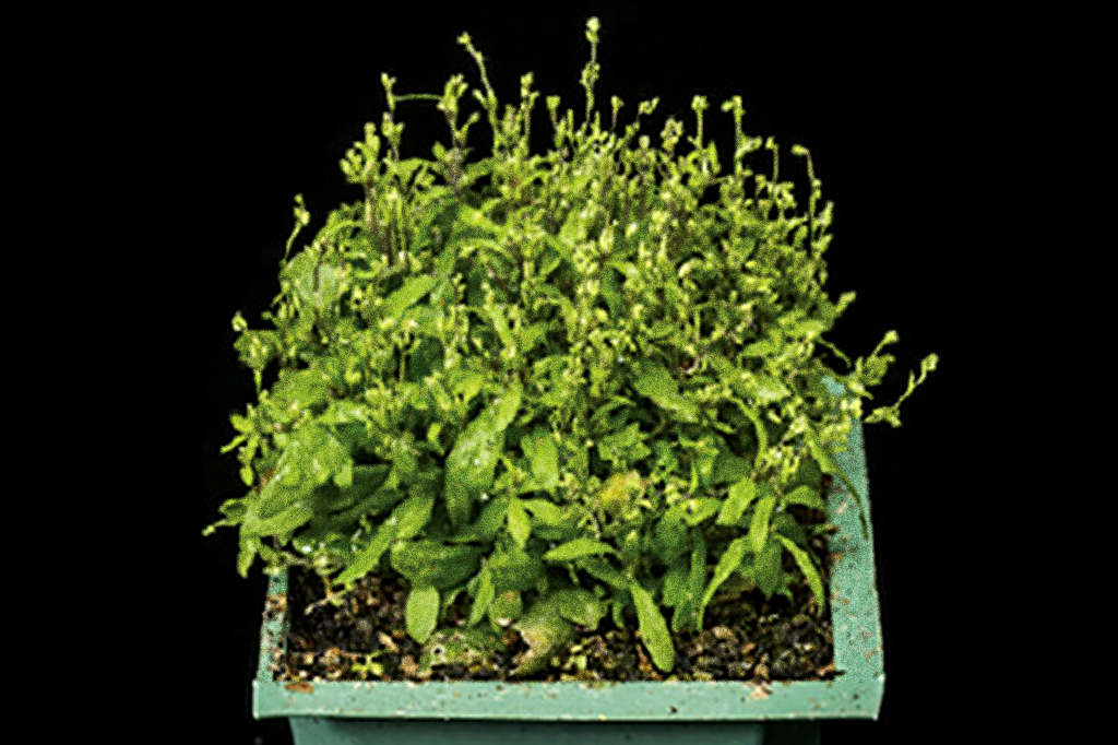 Foto de planta infectada com a bactéria.