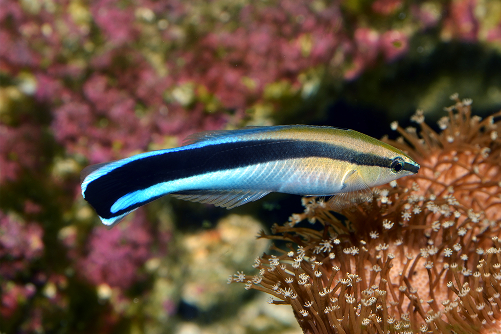 Peixes limpadores podem estar entre raros animais com uma “teoria da mente”