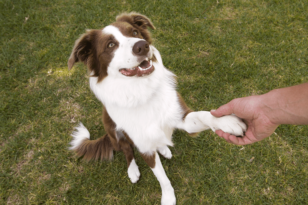 Existem outros animais, além do ser humano, que podem ser destros ou canhotos?