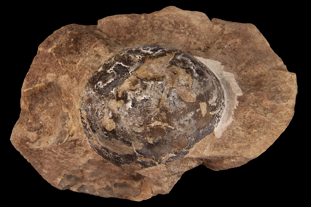 Descobertas primeiras evidências de dinossauros vivendo em bandos separados por idade Foto de um ovo fossilizado de um Mussaurus