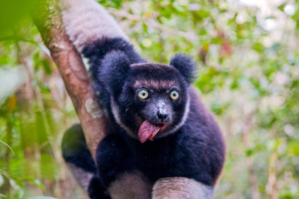 Lêmures cantam em ritmo característico de humanos, indica estudo