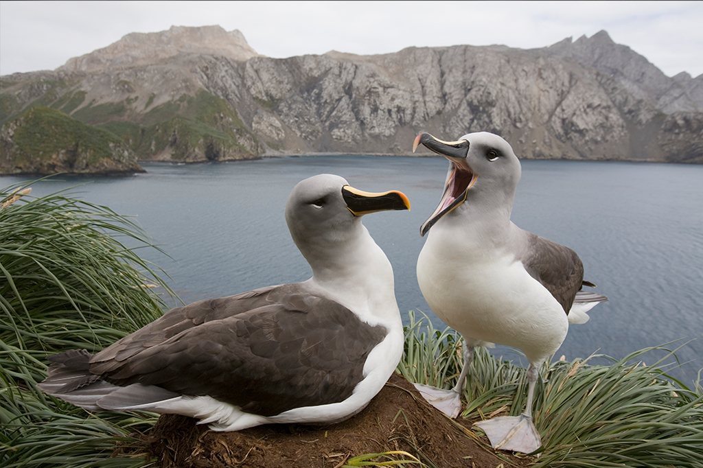 Separações de albatrozes aumentam com aquecimento do mar, indica estudo 2 Casal de albatrozes em região costeira.