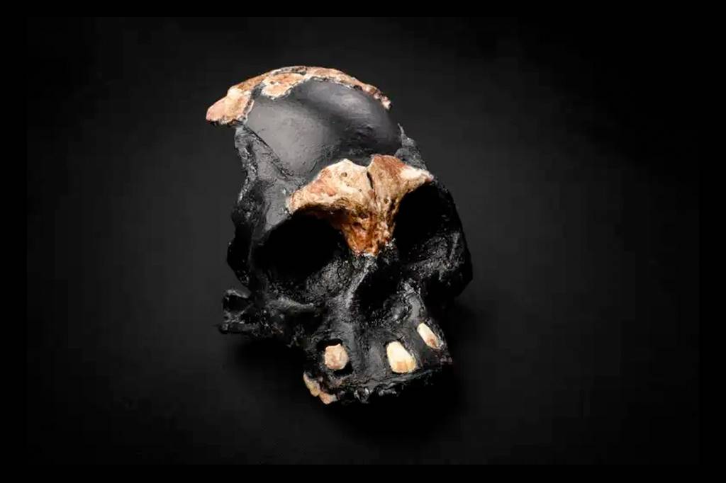 Crânio encontrado na África do Sul sugere que Homo naledi sepultava seus mortos