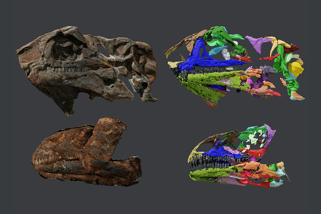 Descoberta primeira espécie de dinossauro que viveu na Groenlândia há 214 milhões de anos Crânio do Issi saaneq