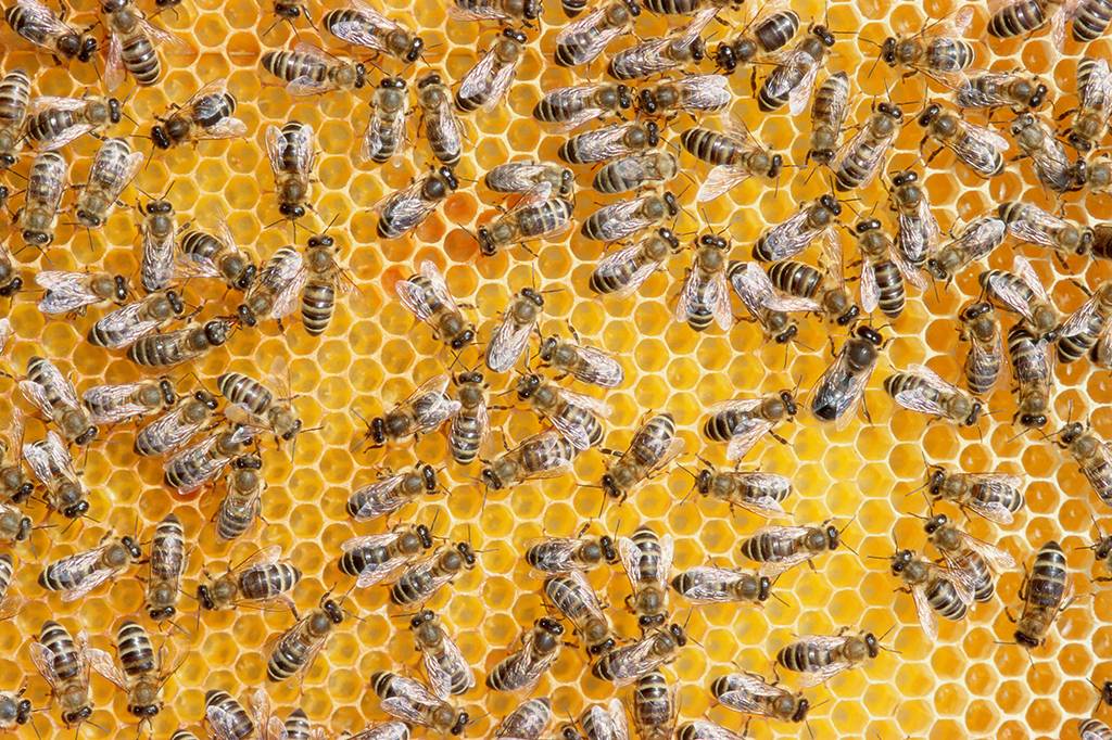 Abelhas usam distanciamento social para conter infecção na colmeia