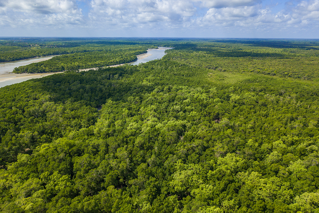 Árvores tropicais crescem menos em anos mais quentes, mostra estudo