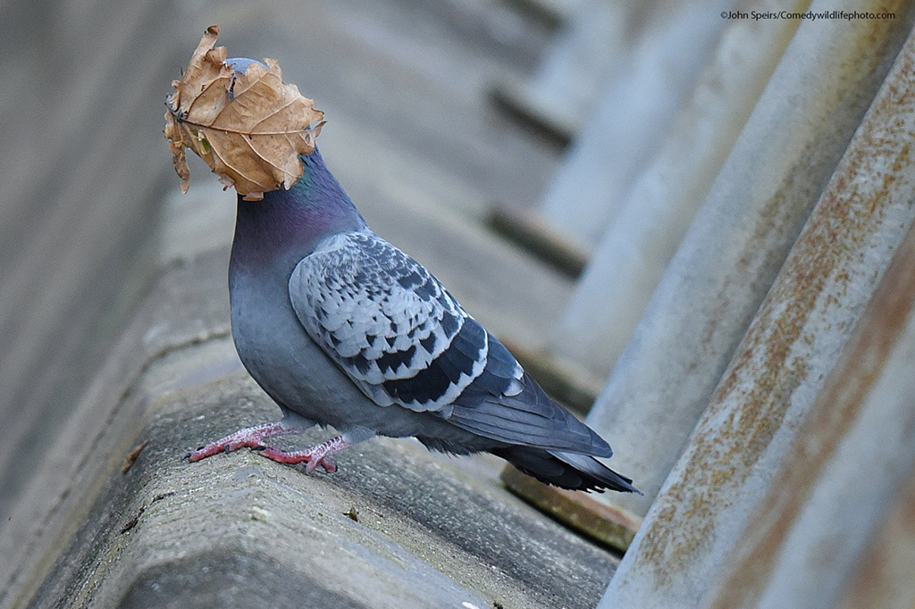 Concurso anuncia as fotos de animais mais engraçadas de 2021