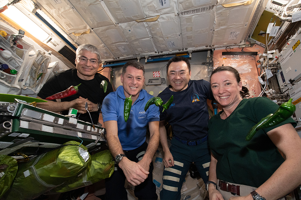 Experimento com pimentas sendo realizado por astronautas.