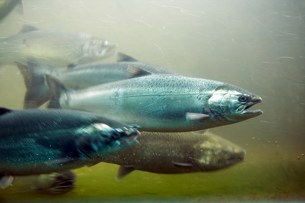 Salmão de cativeiro transferiu genes para peixe selvagem