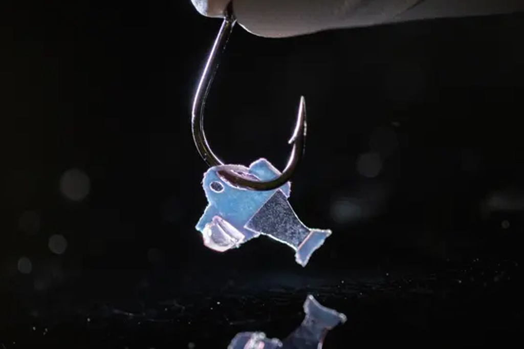 Cientistas constroem peixe artificial a partir de células cardíacas humanas.