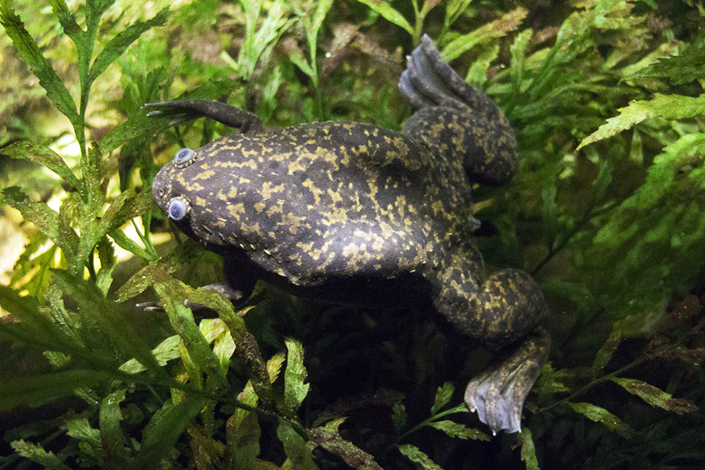 Cientistas usam coquetel de drogas para regenerar pernas de rãs