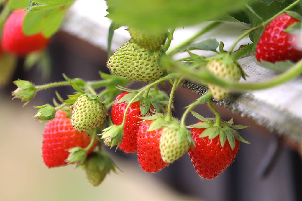Por que as frutas começam verdes e ficam coloridas conforme amadurecem?