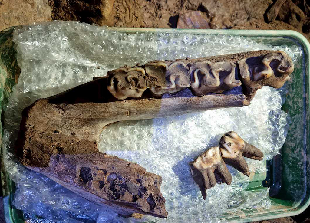 Fósseis da Era do Gelo são encontrados em caverna na Inglaterra