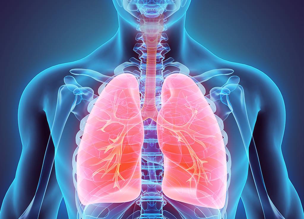 Cientistas mudam tipo sanguíneo de pulmão para simulação de transplante