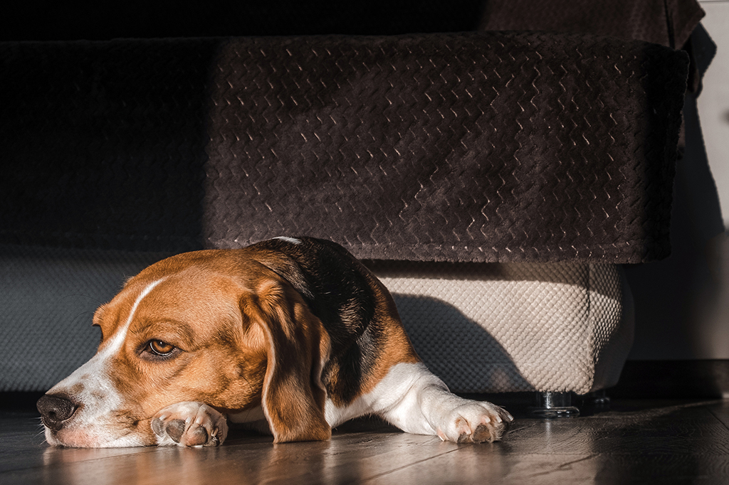 Cães sofrem com luto quando outro cachorro morre