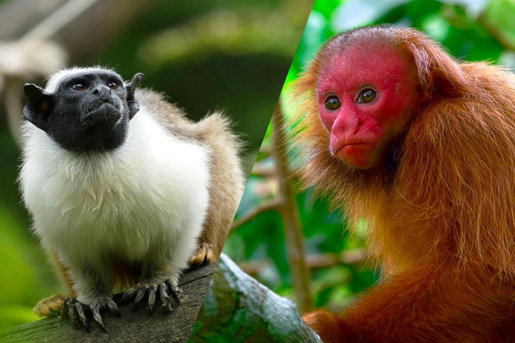 Montagem de duas fotografias: na esquerda, tem-se a espécie Saguinis bicolor e, na direita, a Cacajao calvus. Ambos estão ambientados em florestas.
